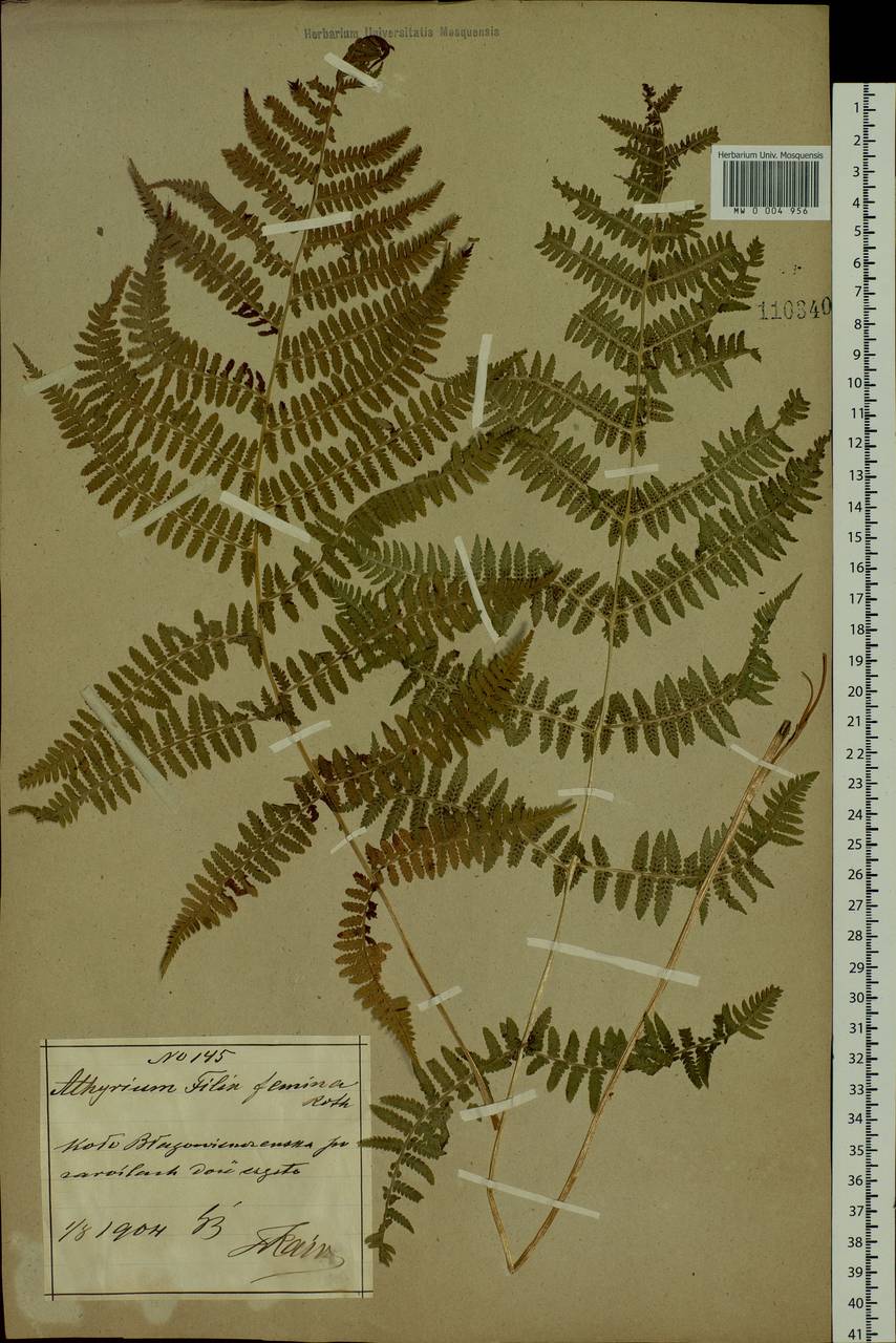 Athyrium filix-femina (L.) Roth, Siberia, Russian Far East (S6) (Russia)