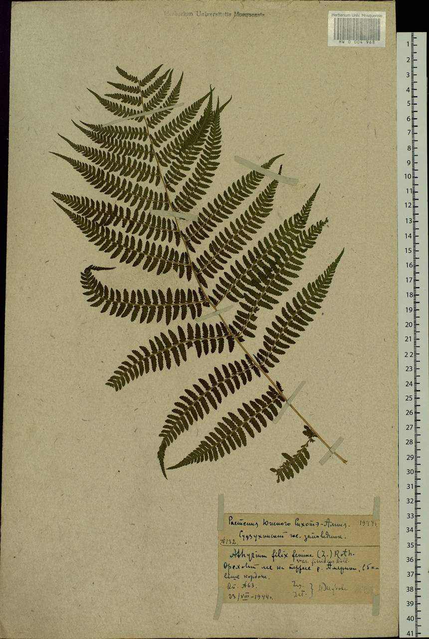 Athyrium filix-femina (L.) Roth, Siberia, Russian Far East (S6) (Russia)