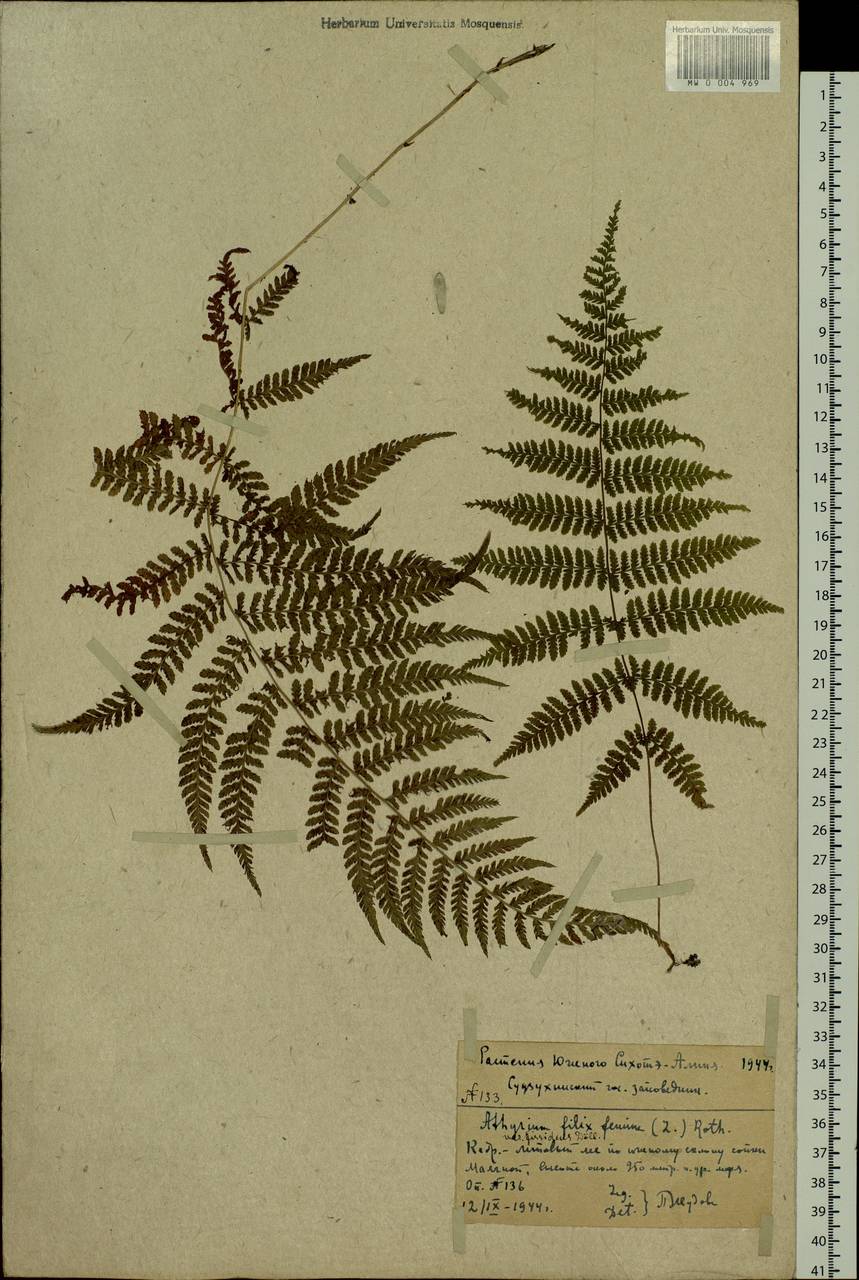 Athyrium filix-femina, Siberia, Russian Far East (S6) (Russia)