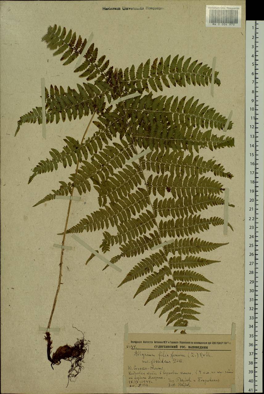 Athyrium filix-femina, Siberia, Russian Far East (S6) (Russia)