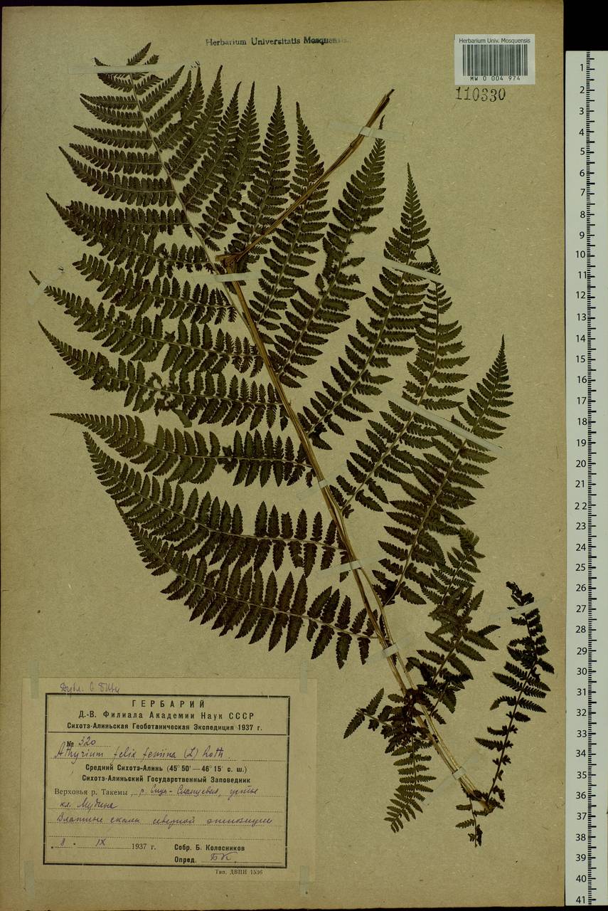 Athyrium filix-femina (L.) Roth, Siberia, Russian Far East (S6) (Russia)