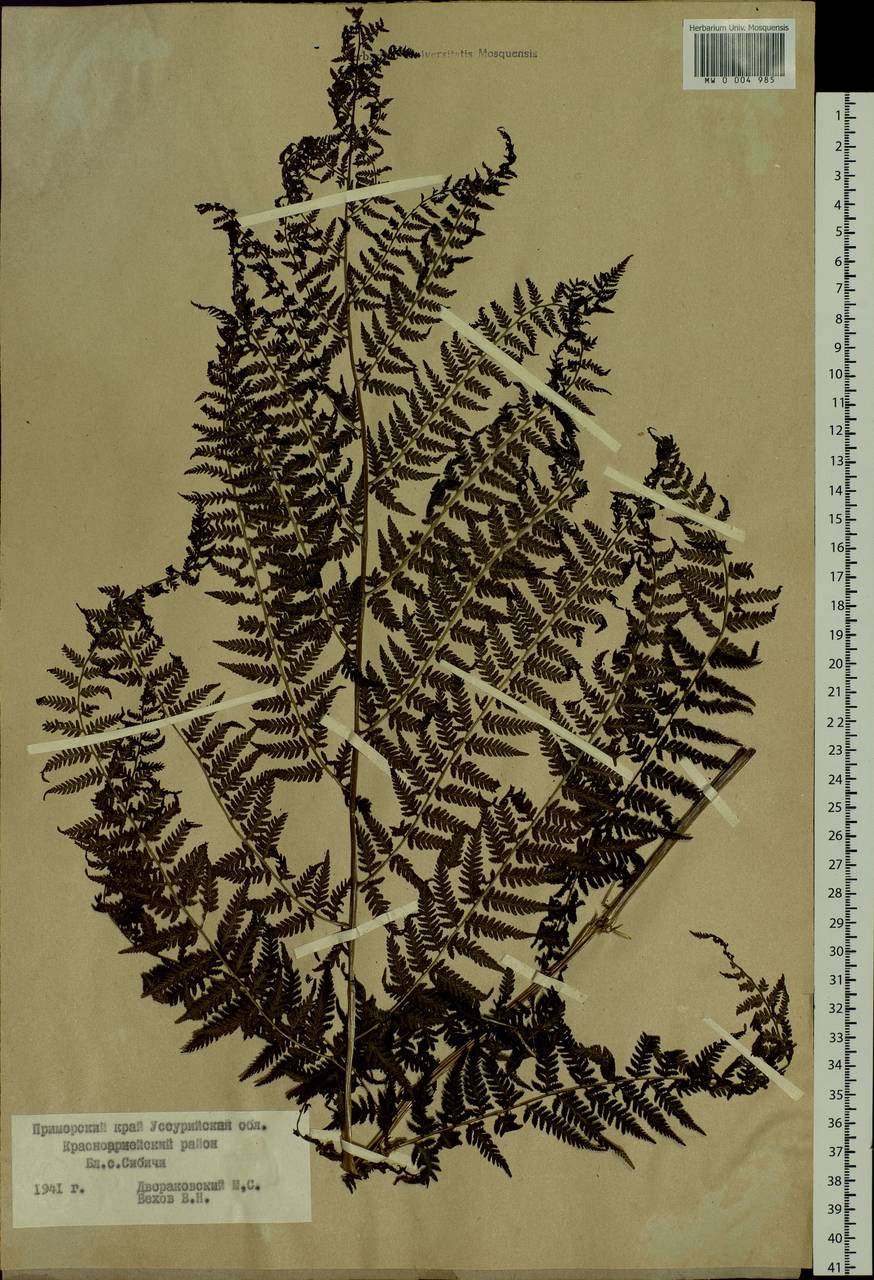 Athyrium filix-femina, Siberia, Russian Far East (S6) (Russia)