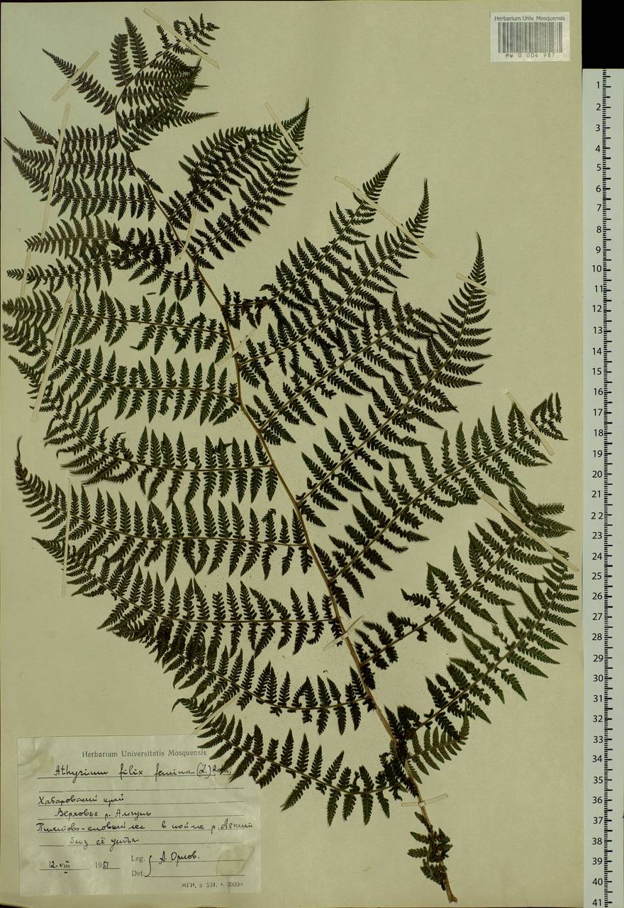 Athyrium filix-femina (L.) Roth, Siberia, Russian Far East (S6) (Russia)