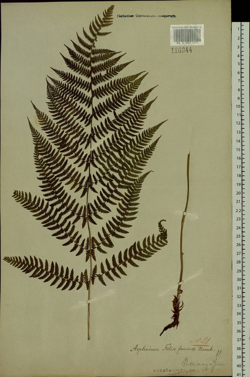 Athyrium filix-femina (L.) Roth, Siberia, Baikal & Transbaikal region (S4) (Russia)