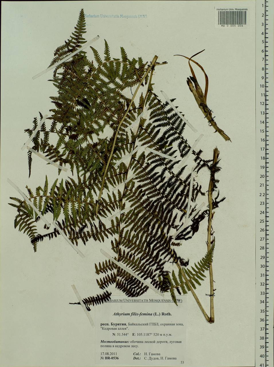 Athyrium filix-femina, Siberia, Baikal & Transbaikal region (S4) (Russia)