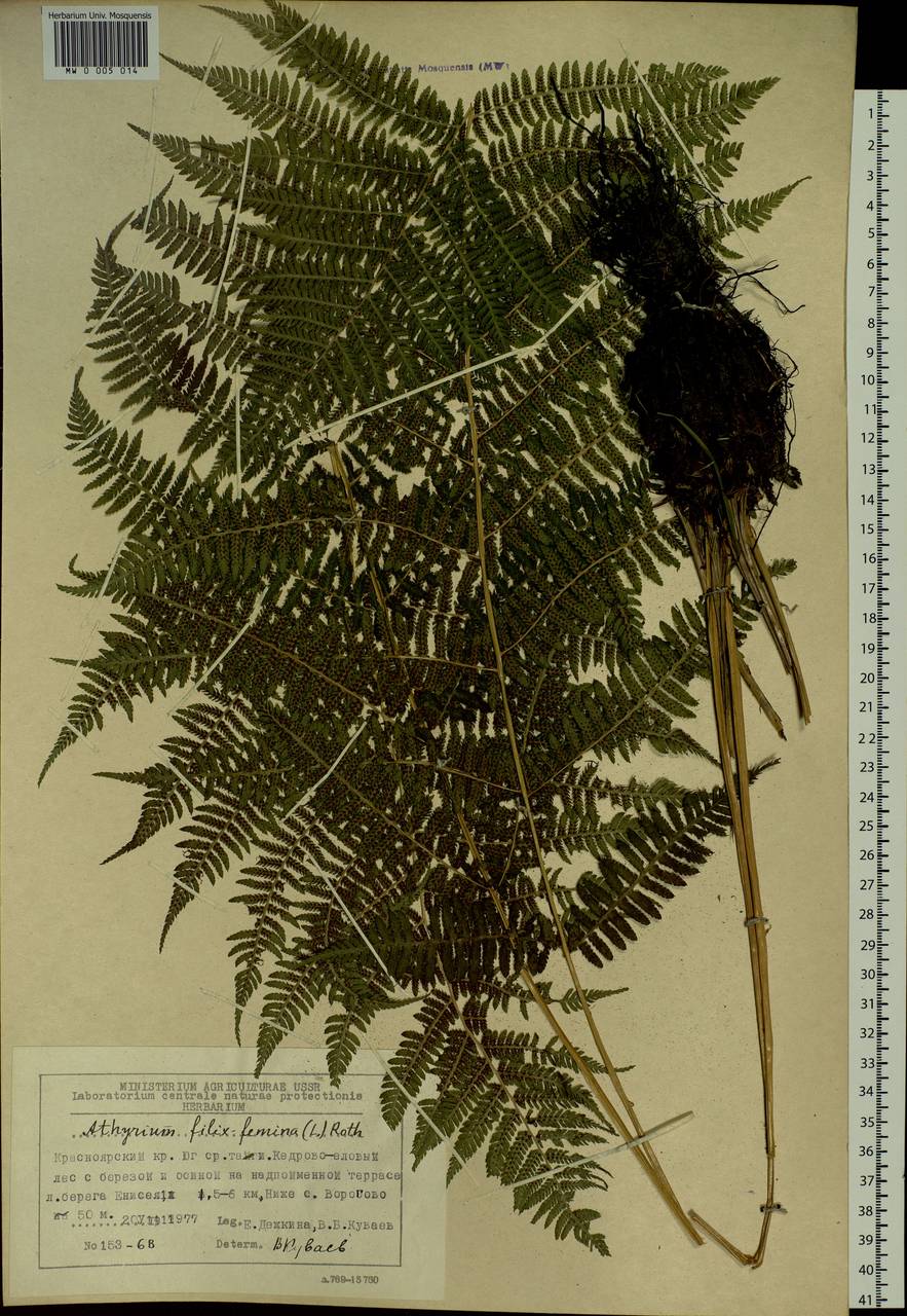 Athyrium filix-femina, Siberia, Central Siberia (S3) (Russia)