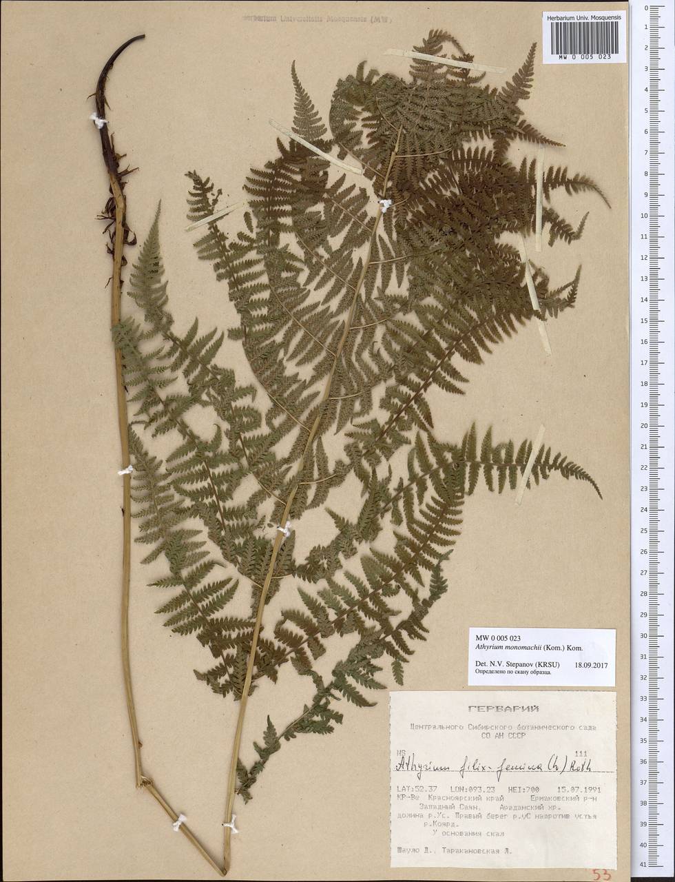 Athyrium brevifrons Nakai ex Kitag., Siberia, Altai & Sayany Mountains (S2) (Russia)