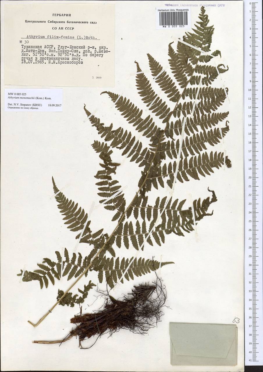 Athyrium brevifrons Nakai ex Kitag., Siberia, Altai & Sayany Mountains (S2) (Russia)