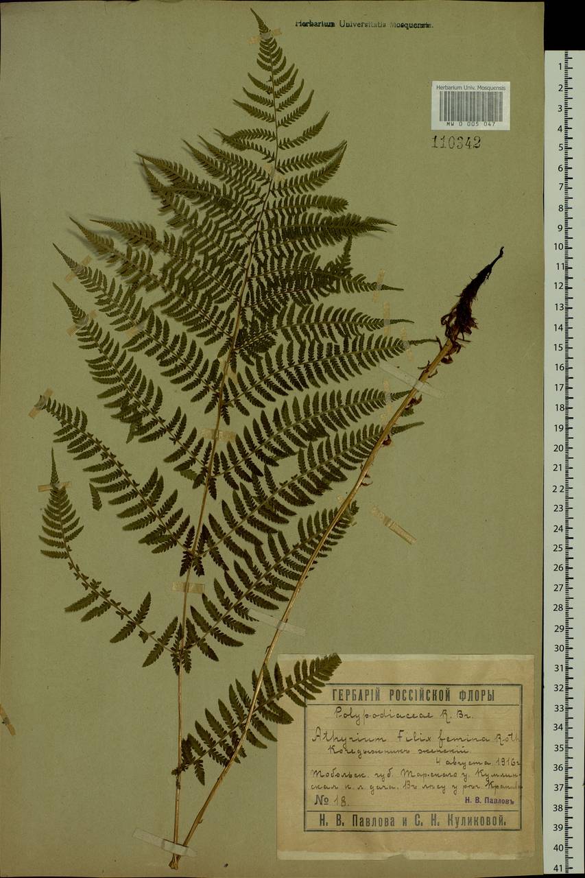 Athyrium filix-femina, Siberia, Western Siberia (S1) (Russia)