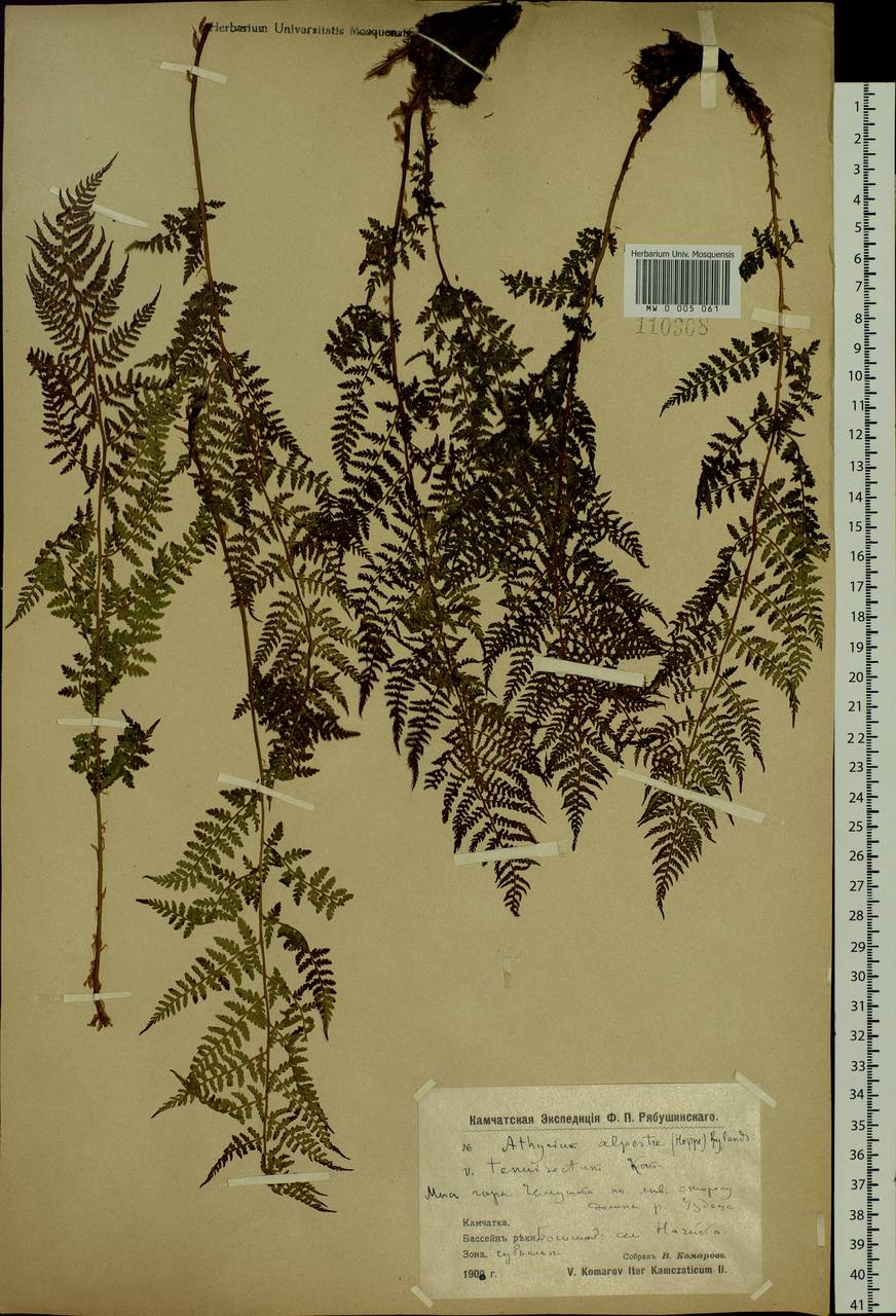 Pseudathyrium alpestre subsp. alpestre, Siberia, Chukotka & Kamchatka (S7) (Russia)