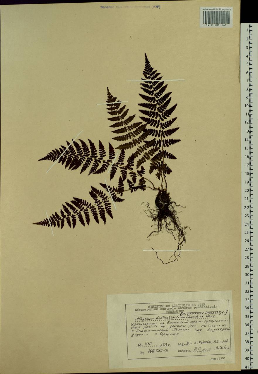 Pseudathyrium alpestre subsp. alpestre, Siberia, Central Siberia (S3) (Russia)
