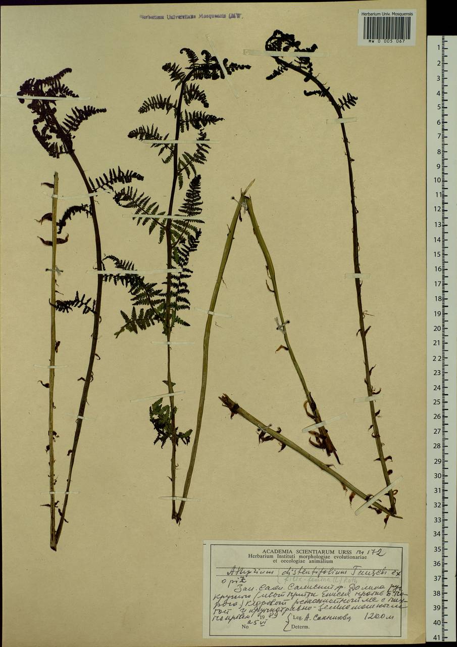 Pseudathyrium alpestre subsp. alpestre, Siberia, Altai & Sayany Mountains (S2) (Russia)