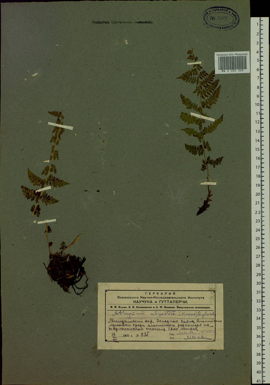 Pseudathyrium alpestre subsp. alpestre, Siberia, Altai & Sayany Mountains (S2) (Russia)