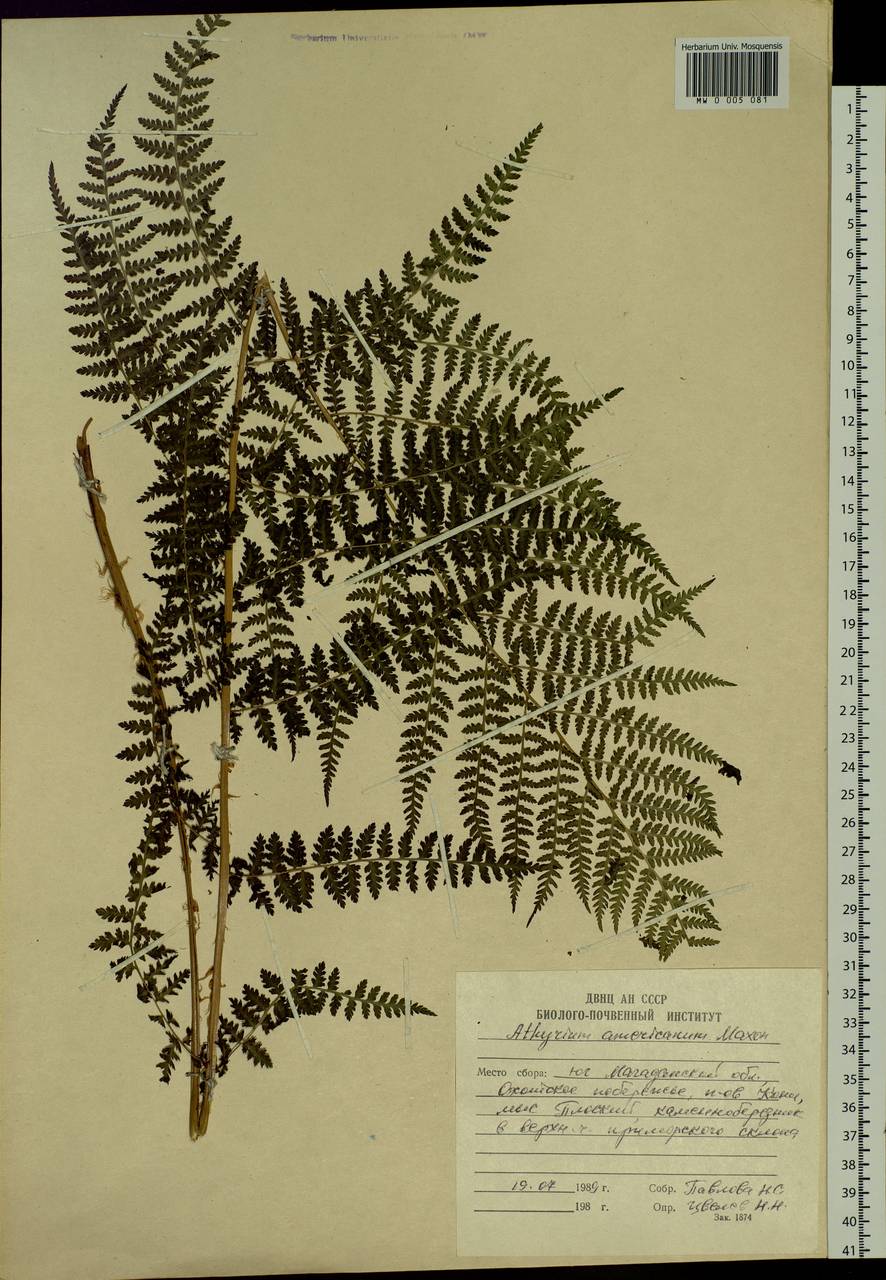Pseudathyrium alpestre subsp. americanum (Butters), Siberia, Chukotka & Kamchatka (S7) (Russia)