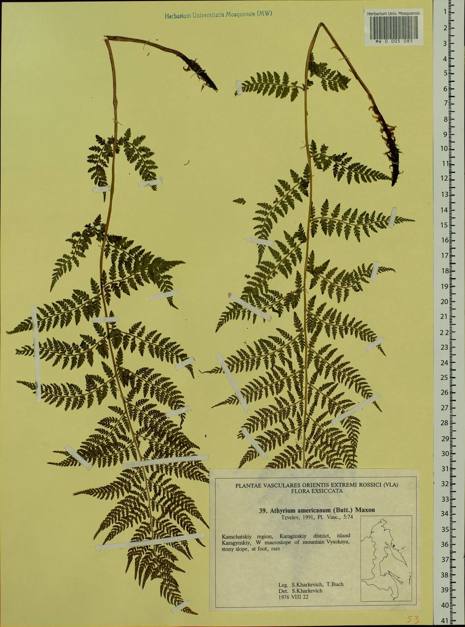 Pseudathyrium alpestre subsp. americanum (Butters), Siberia, Chukotka & Kamchatka (S7) (Russia)