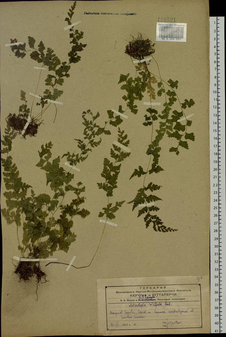 Sitobolium wilfordii (T. Moore) L. A. Triana & Sundue, Siberia, Russian Far East (S6) (Russia)