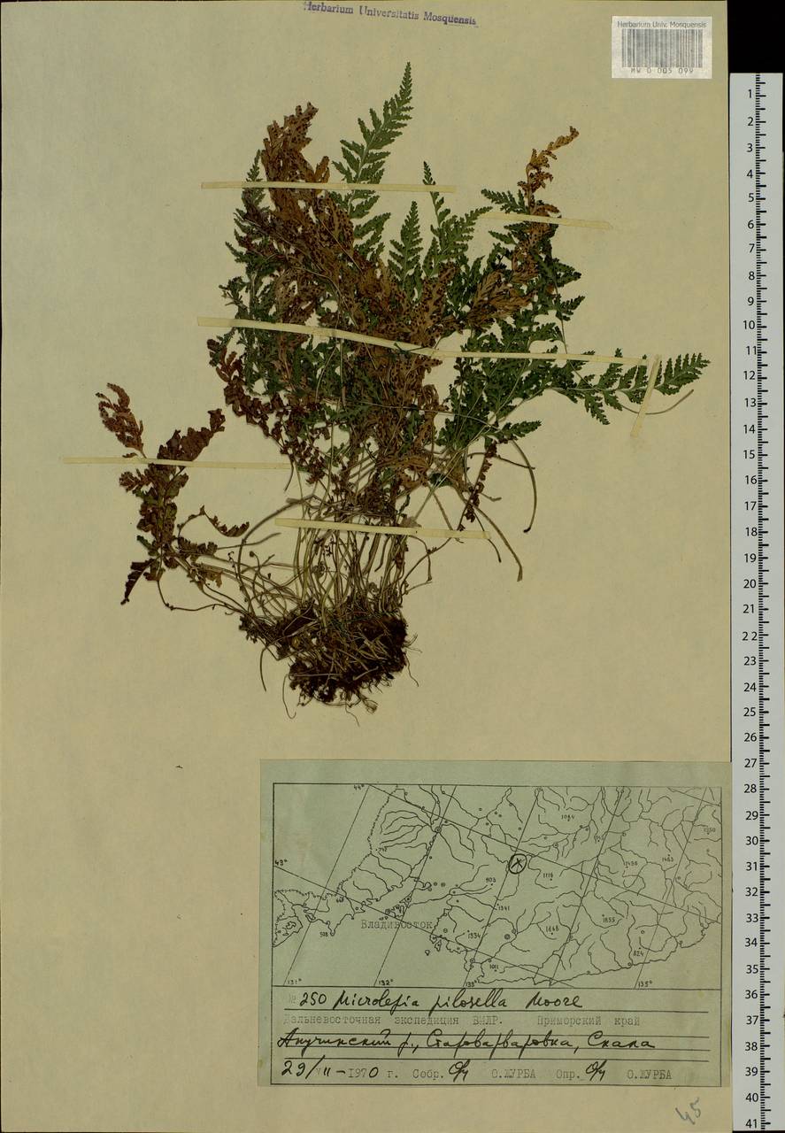 Sitobolium hirsutum (Sw.) L. A. Triana & Sundue, Siberia, Russian Far East (S6) (Russia)
