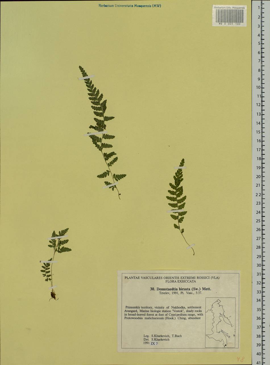 Sitobolium hirsutum (Sw.) L. A. Triana & Sundue, Siberia, Russian Far East (S6) (Russia)