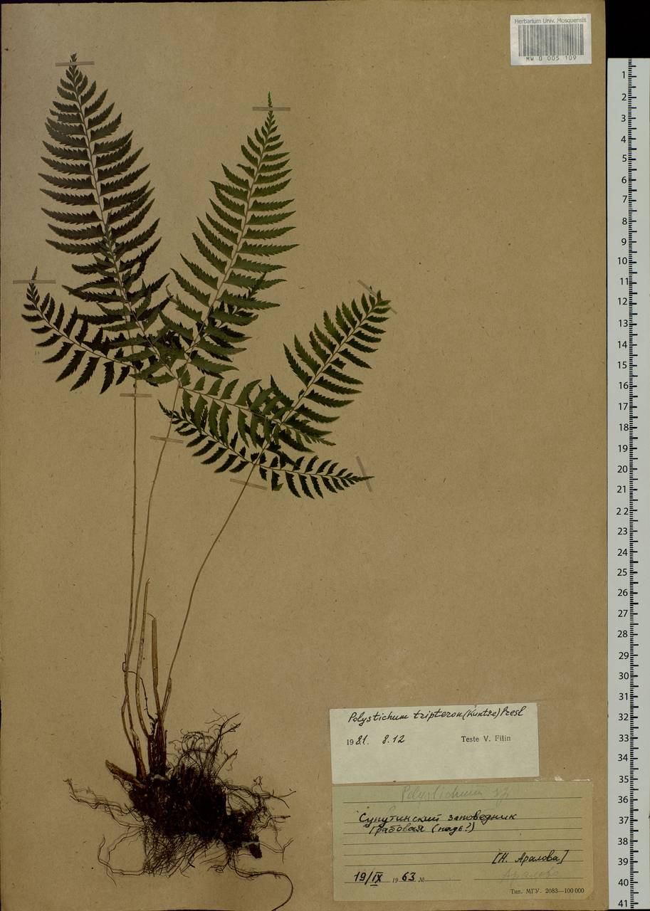 Polystichum tripteron (Kunze) C. Presl, Siberia, Russian Far East (S6) (Russia)