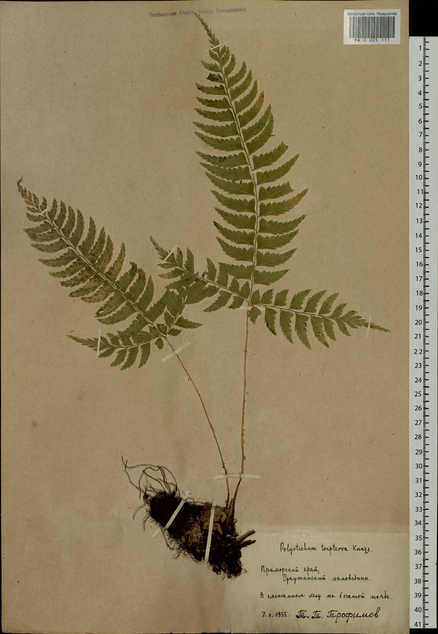 Polystichum tripteron (Kunze) C. Presl, Siberia, Russian Far East (S6) (Russia)