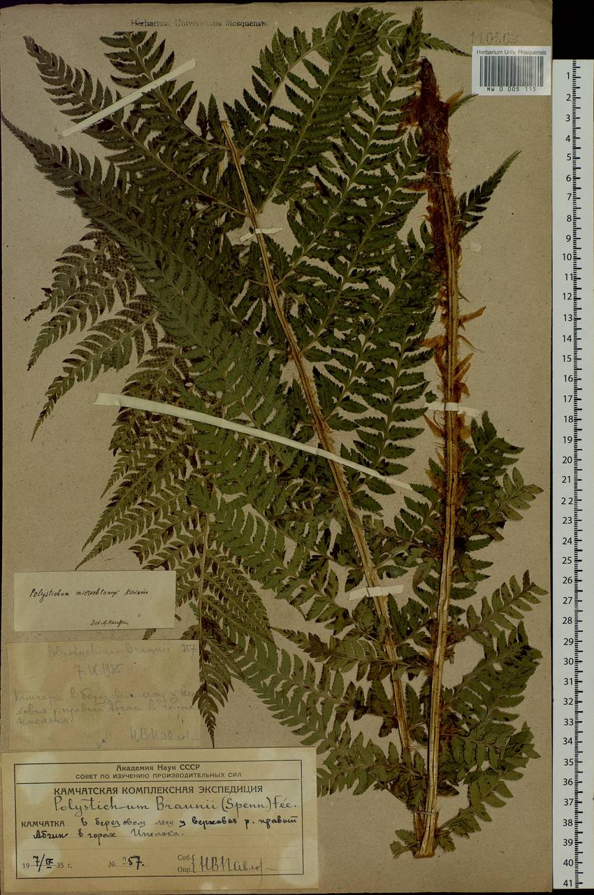 Polystichum microchlamys (Christ) Matsum., Siberia, Chukotka & Kamchatka (S7) (Russia)