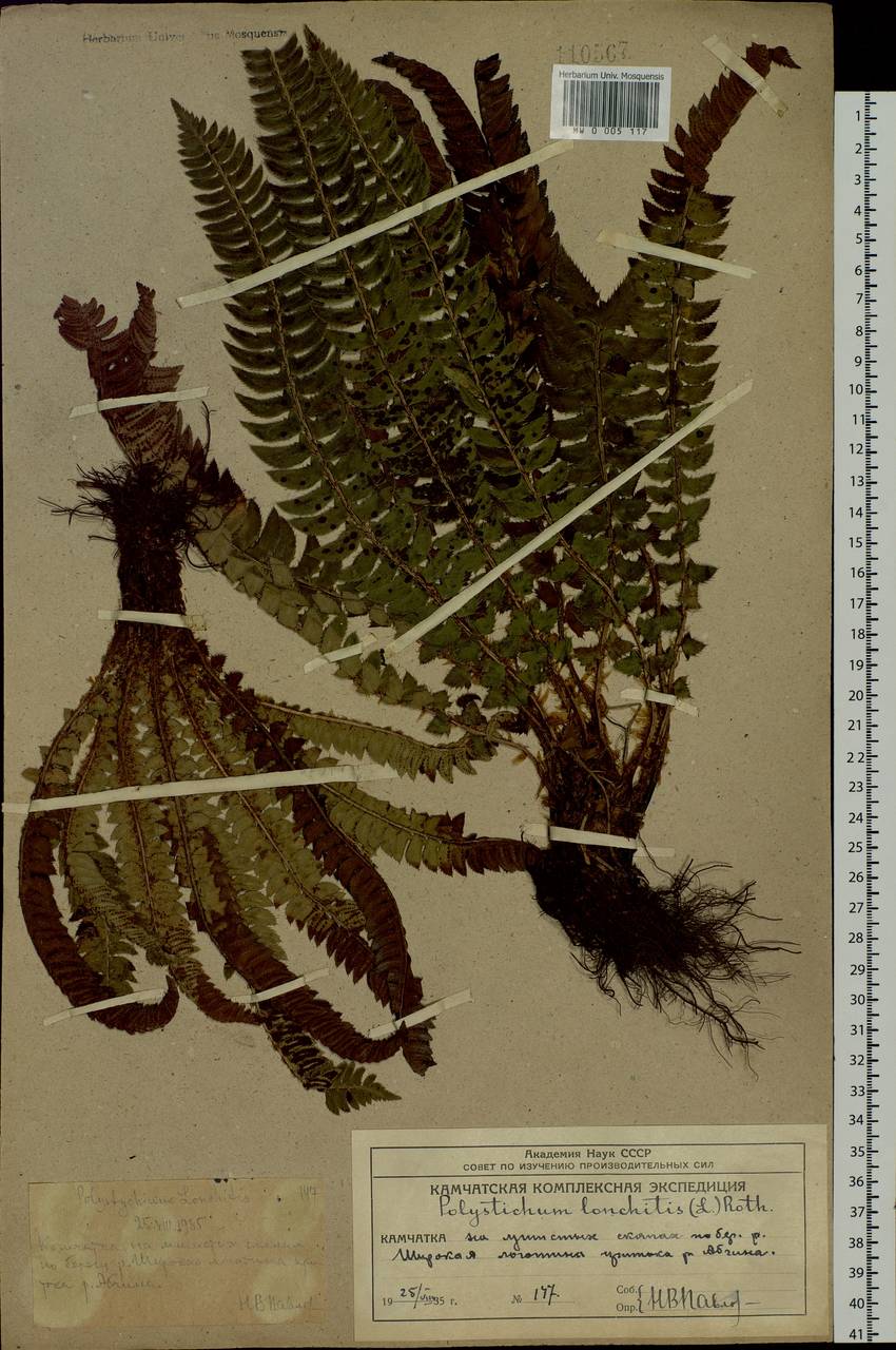Polystichum lonchitis (L.) Roth, Siberia, Chukotka & Kamchatka (S7) (Russia)