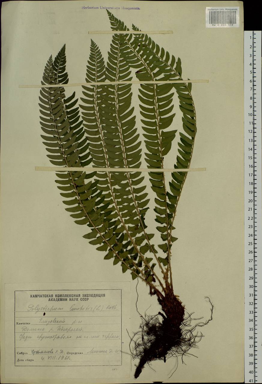 Polystichum lonchitis (L.) Roth, Siberia, Chukotka & Kamchatka (S7) (Russia)