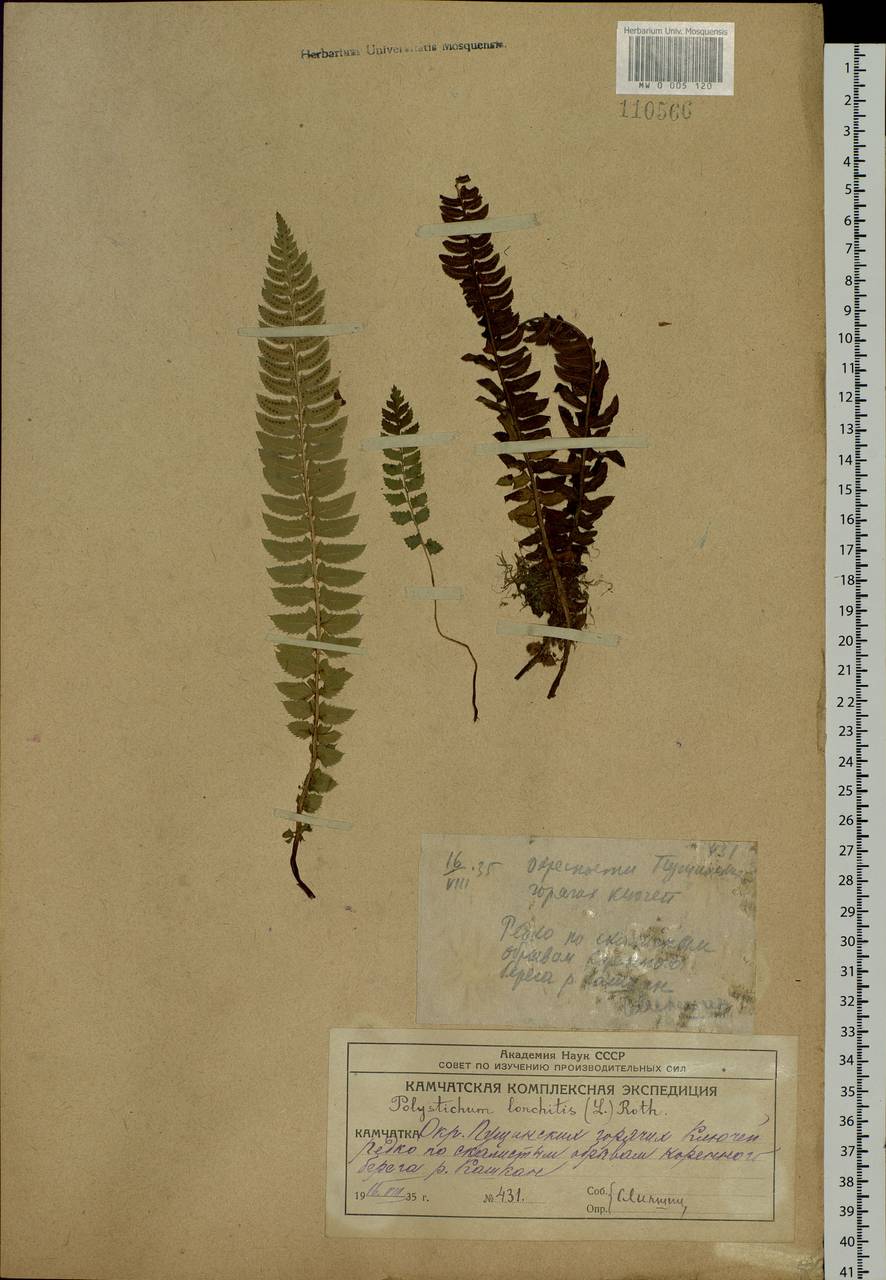 Polystichum lonchitis (L.) Roth, Siberia, Chukotka & Kamchatka (S7) (Russia)