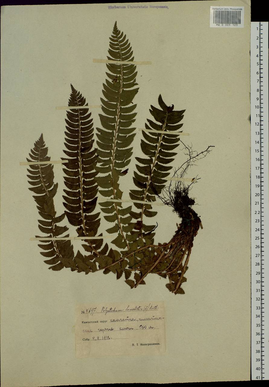 Polystichum lonchitis (L.) Roth, Siberia, Chukotka & Kamchatka (S7) (Russia)