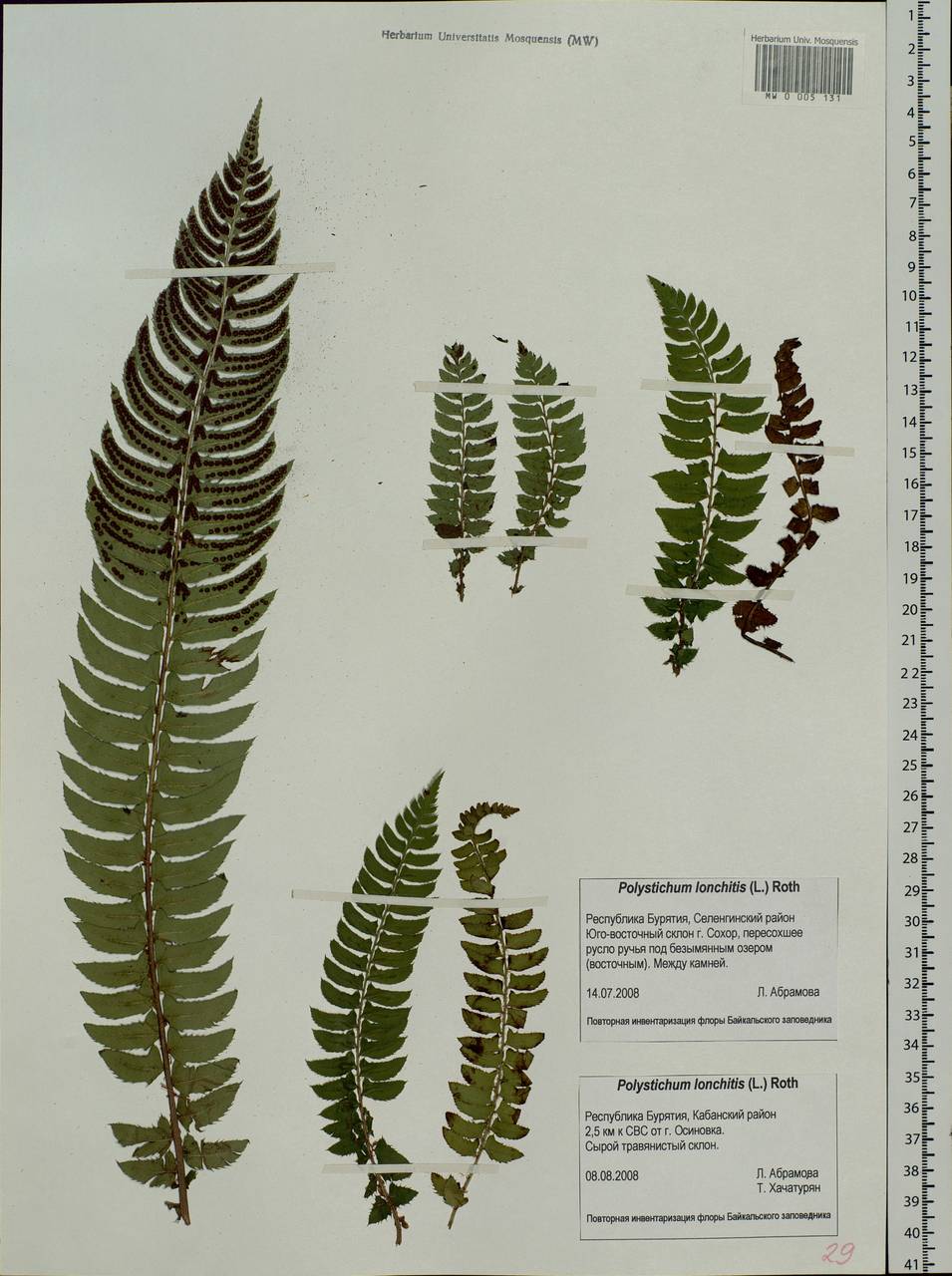Polystichum lonchitis (L.) Roth, Siberia, Baikal & Transbaikal region (S4) (Russia)