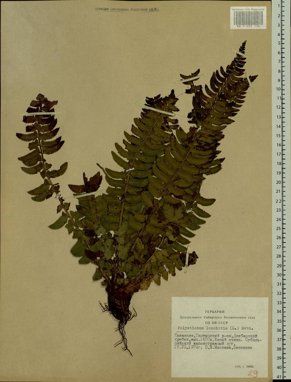 Polystichum lonchitis (L.) Roth, Siberia, Altai & Sayany Mountains (S2) (Russia)