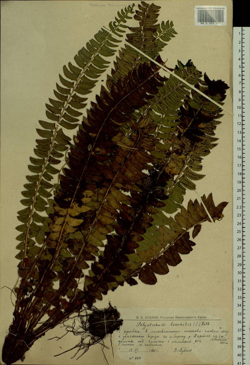Polystichum lonchitis (L.) Roth, Siberia, Western Siberia (S1) (Russia)