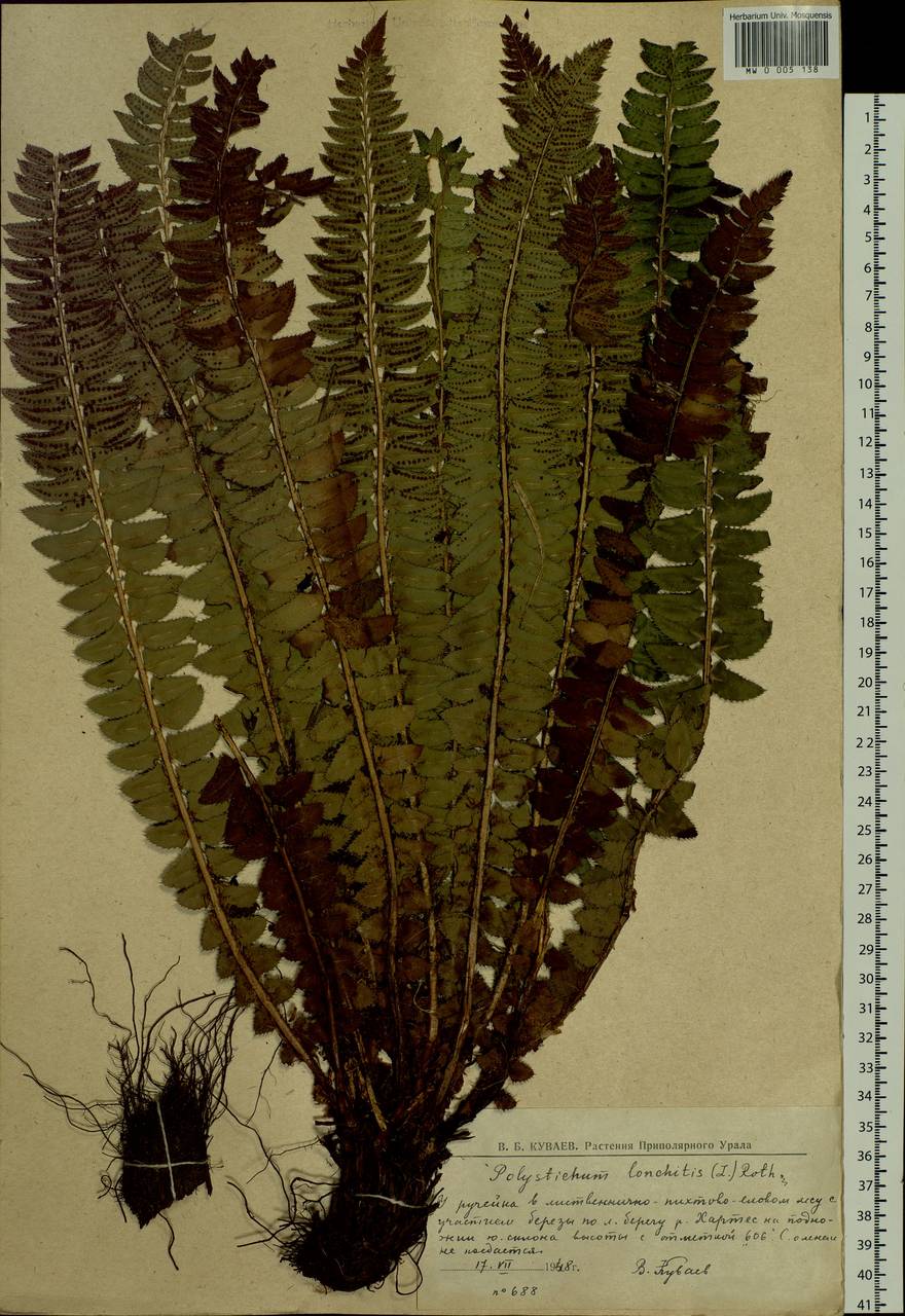 Polystichum lonchitis (L.) Roth, Siberia, Western Siberia (S1) (Russia)