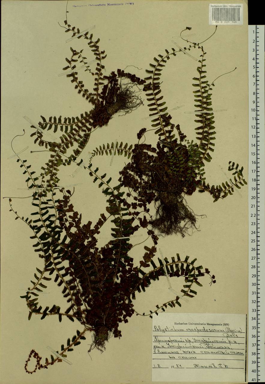 Polystichum craspedosorum (Maxim.) Diels, Siberia, Russian Far East (S6) (Russia)