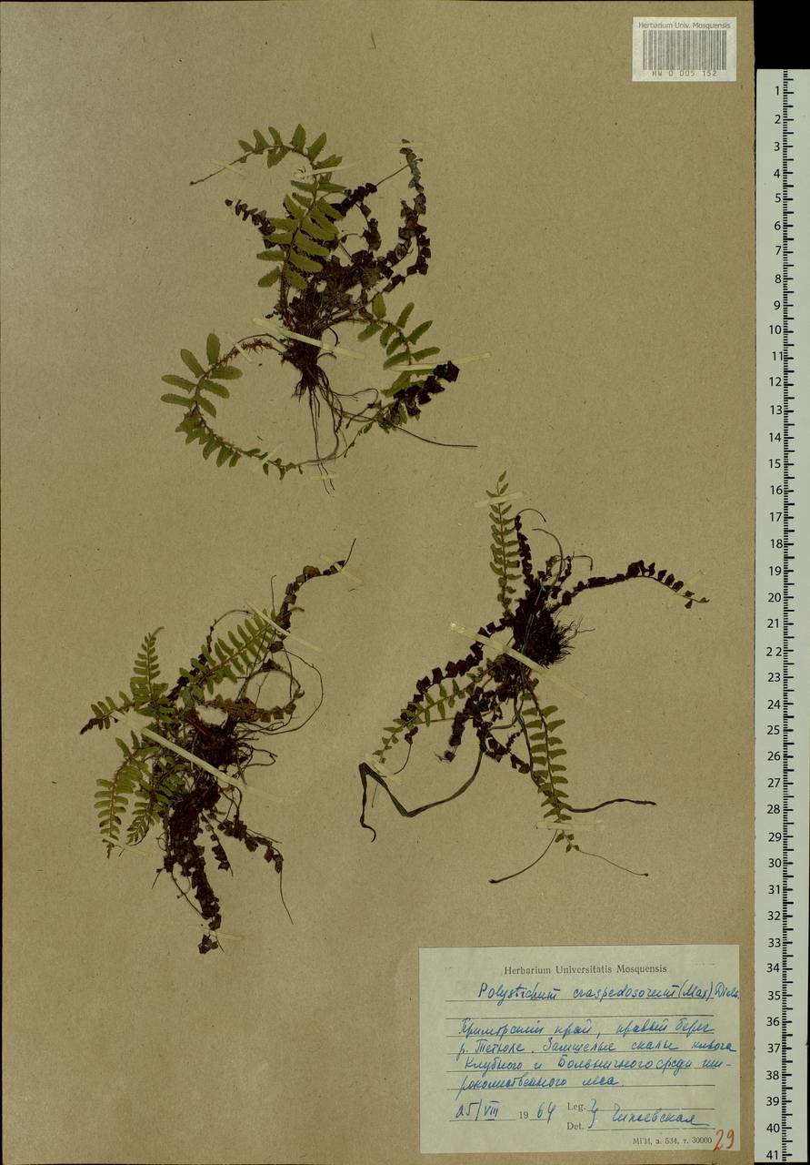 Polystichum craspedosorum (Maxim.) Diels, Siberia, Russian Far East (S6) (Russia)