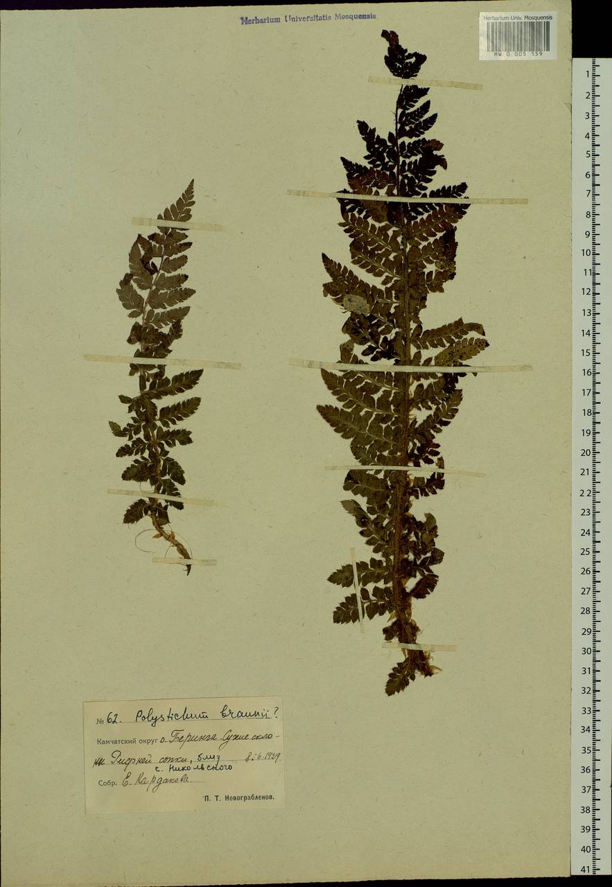Polystichum braunii (Spenn.) Fée, Siberia, Chukotka & Kamchatka (S7) (Russia)