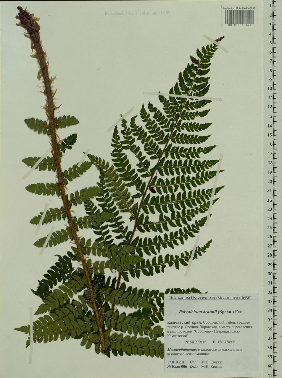 Polystichum braunii (Spenn.) Fée, Siberia, Chukotka & Kamchatka (S7) (Russia)