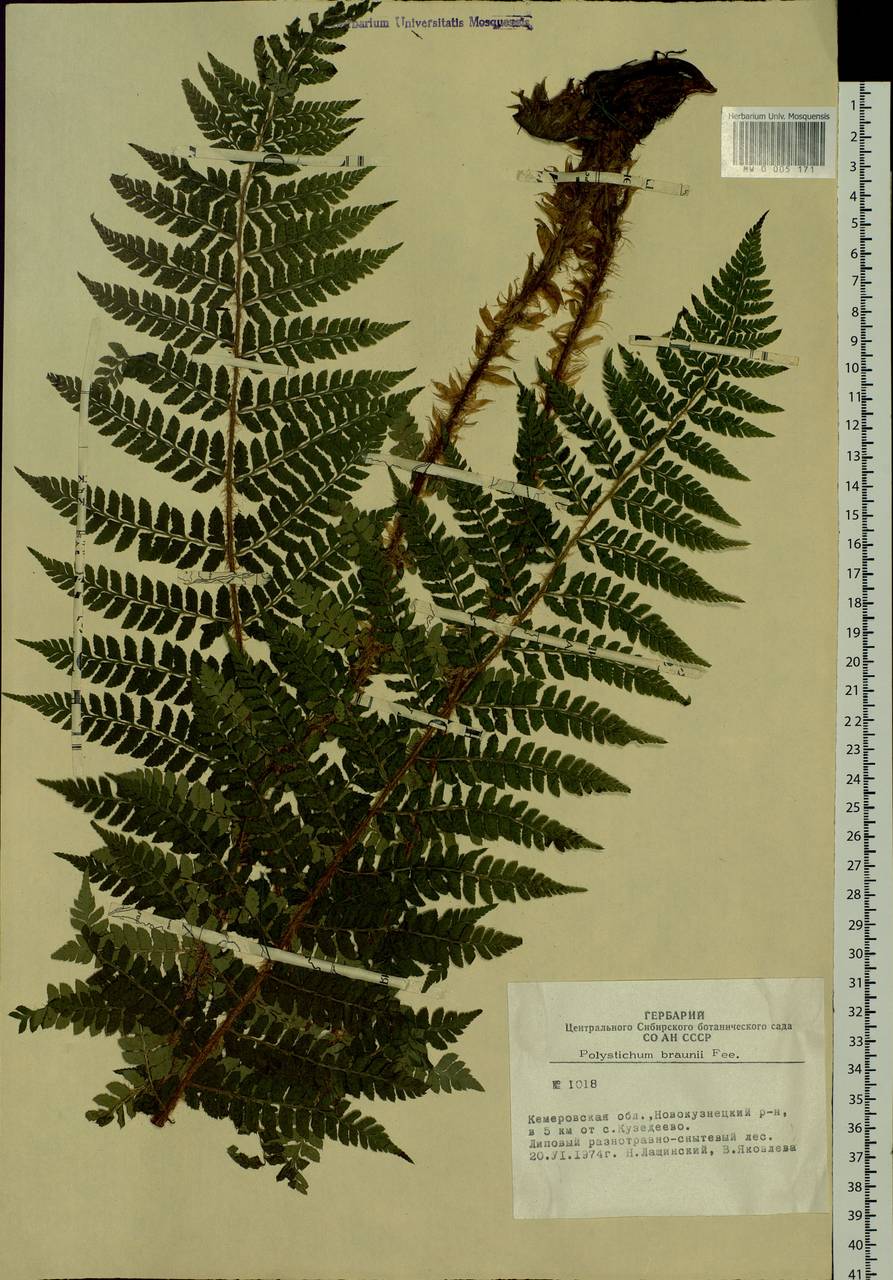 Polystichum braunii (Spenn.) Fée, Siberia, Altai & Sayany Mountains (S2) (Russia)