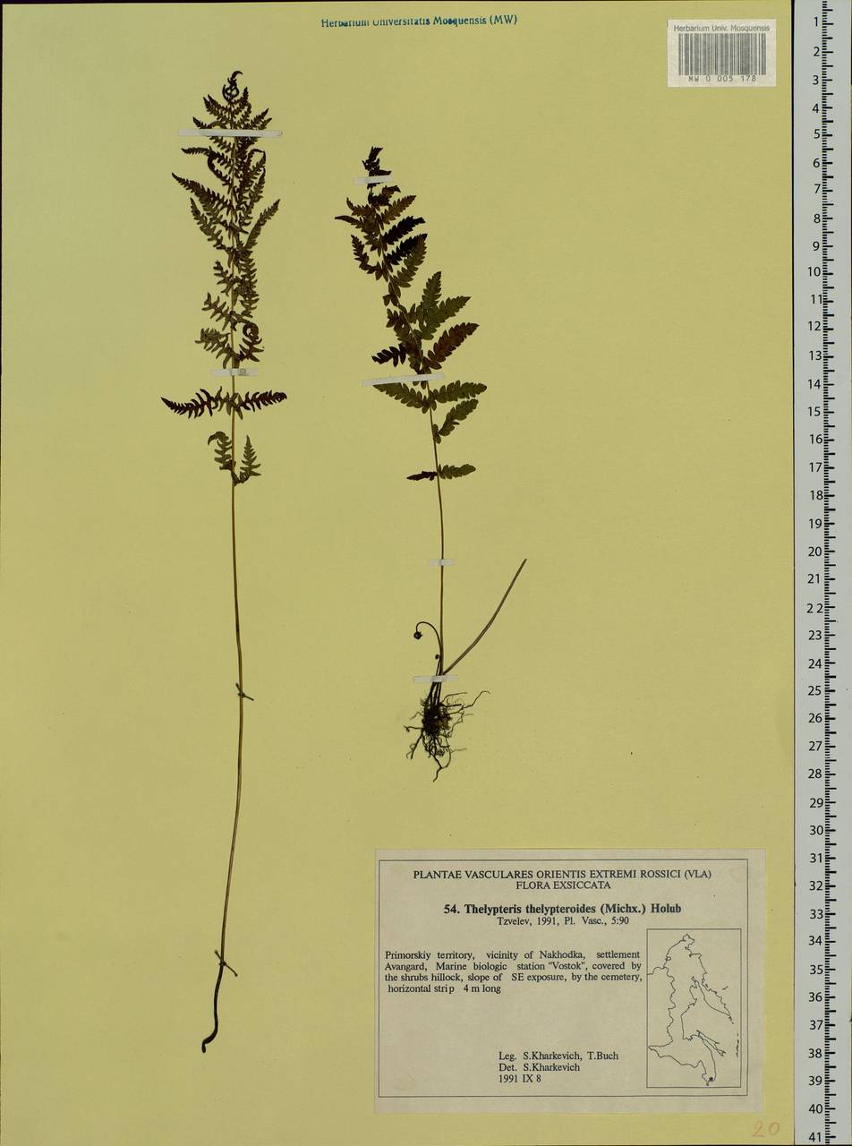 Amauropelta noveboracensis (L.) S. E. Fawc. & A. R. Sm., Siberia, Russian Far East (S6) (Russia)