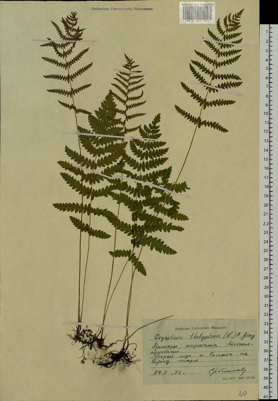 Thelypteris palustris (Salisb.) Schott, Siberia, Russian Far East (S6) (Russia)