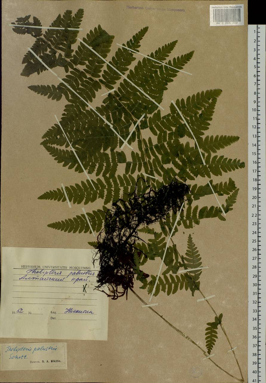 Thelypteris palustris Schott, Eastern Europe, Lower Volga region (E9) (Russia)