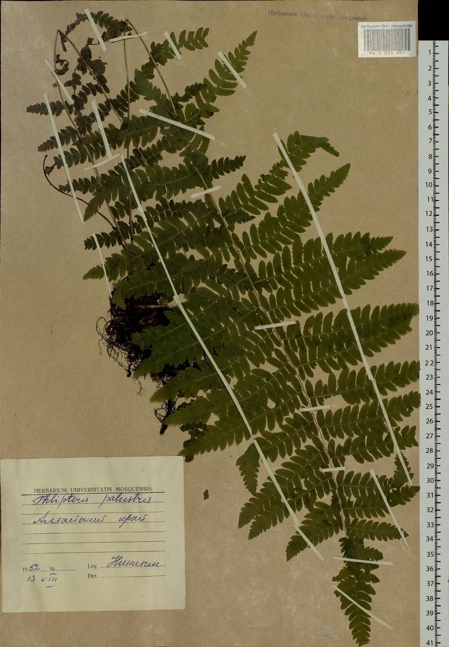 Thelypteris palustris (Salisb.) Schott, Eastern Europe, Lower Volga region (E9) (Russia)