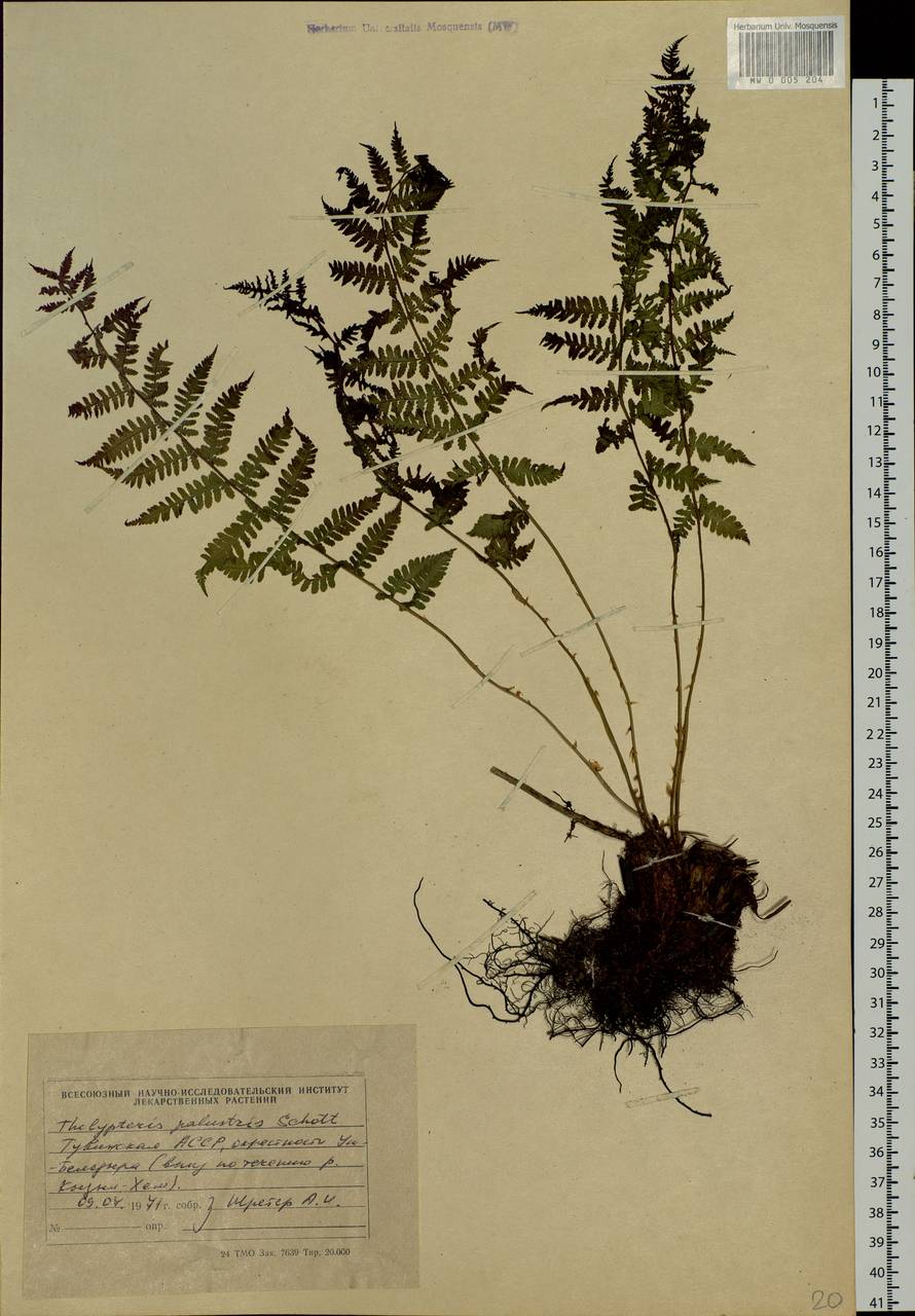Thelypteris palustris (Salisb.) Schott, Siberia, Altai & Sayany Mountains (S2) (Russia)
