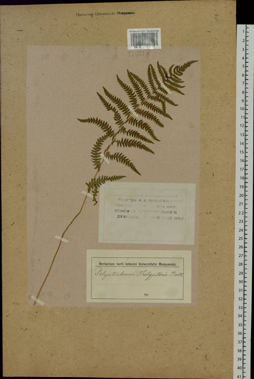 Thelypteris palustris Schott, Siberia (no precise locality) (S0) (Russia)