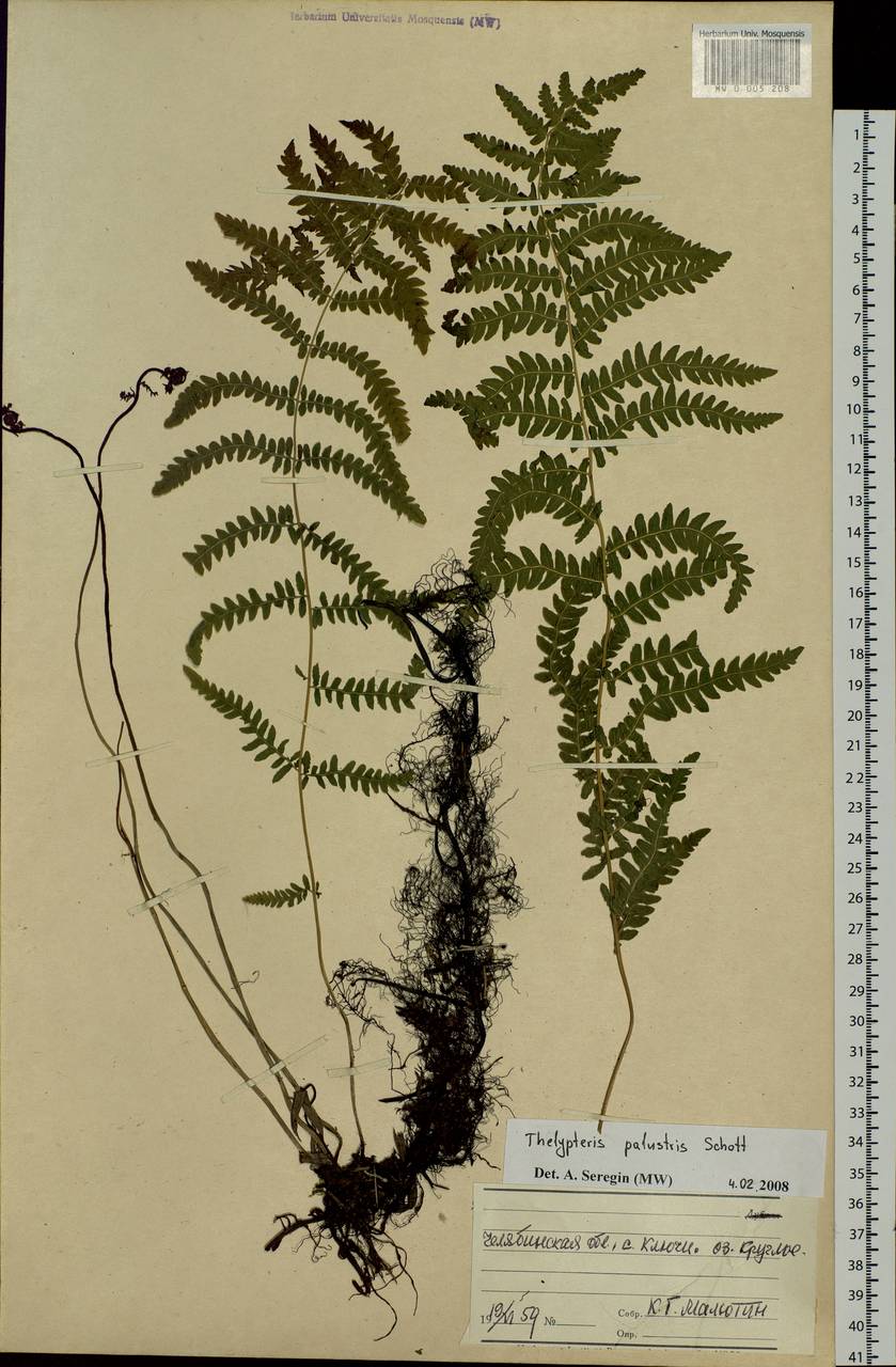 Thelypteris palustris (Salisb.) Schott, Siberia, Western Siberia (S1) (Russia)