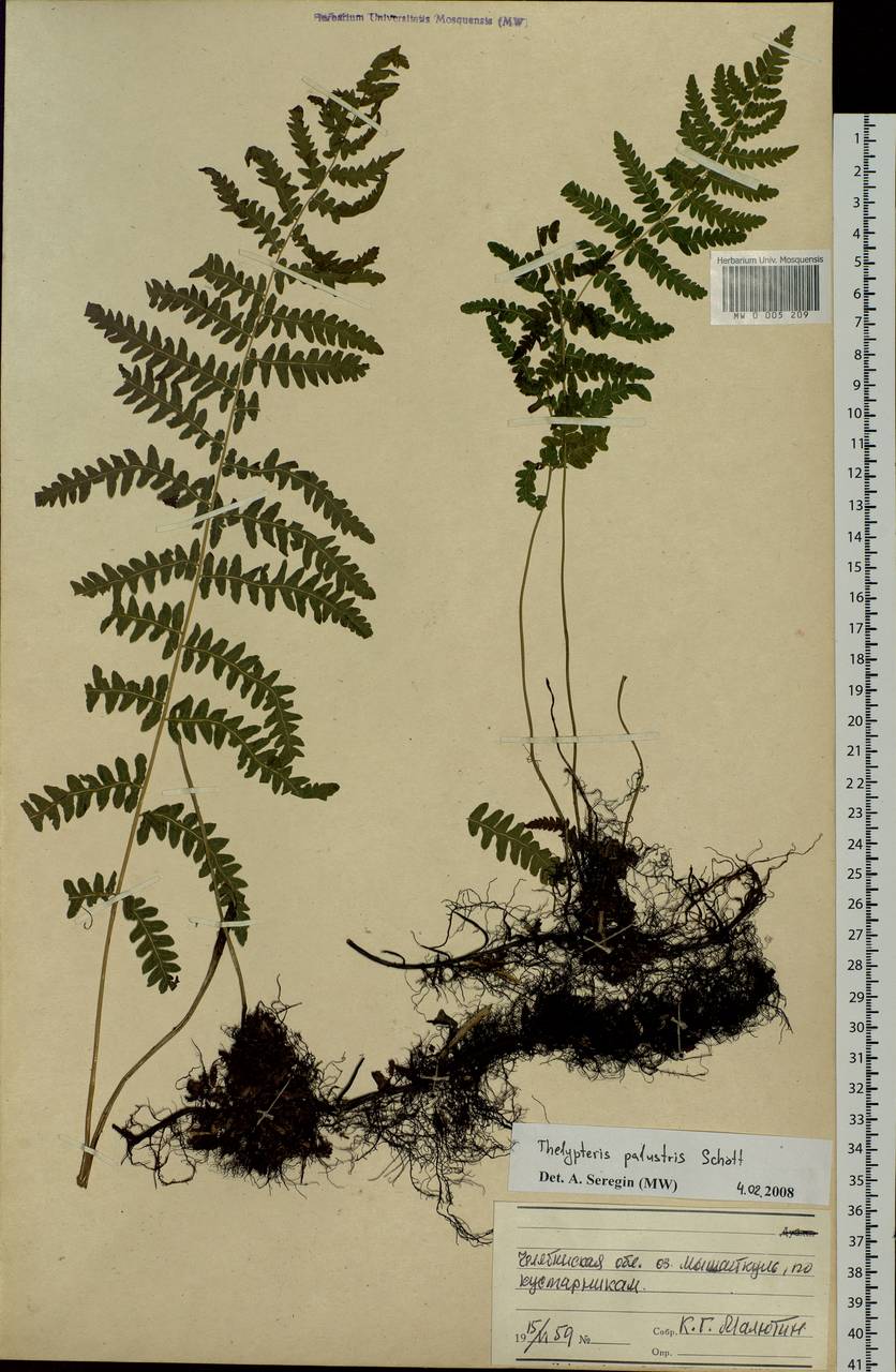 Thelypteris palustris (Salisb.) Schott, Eastern Europe, Eastern region (E10) (Russia)