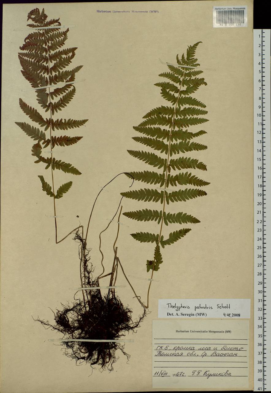 Thelypteris palustris (Salisb.) Schott, Siberia, Western Siberia (S1) (Russia)