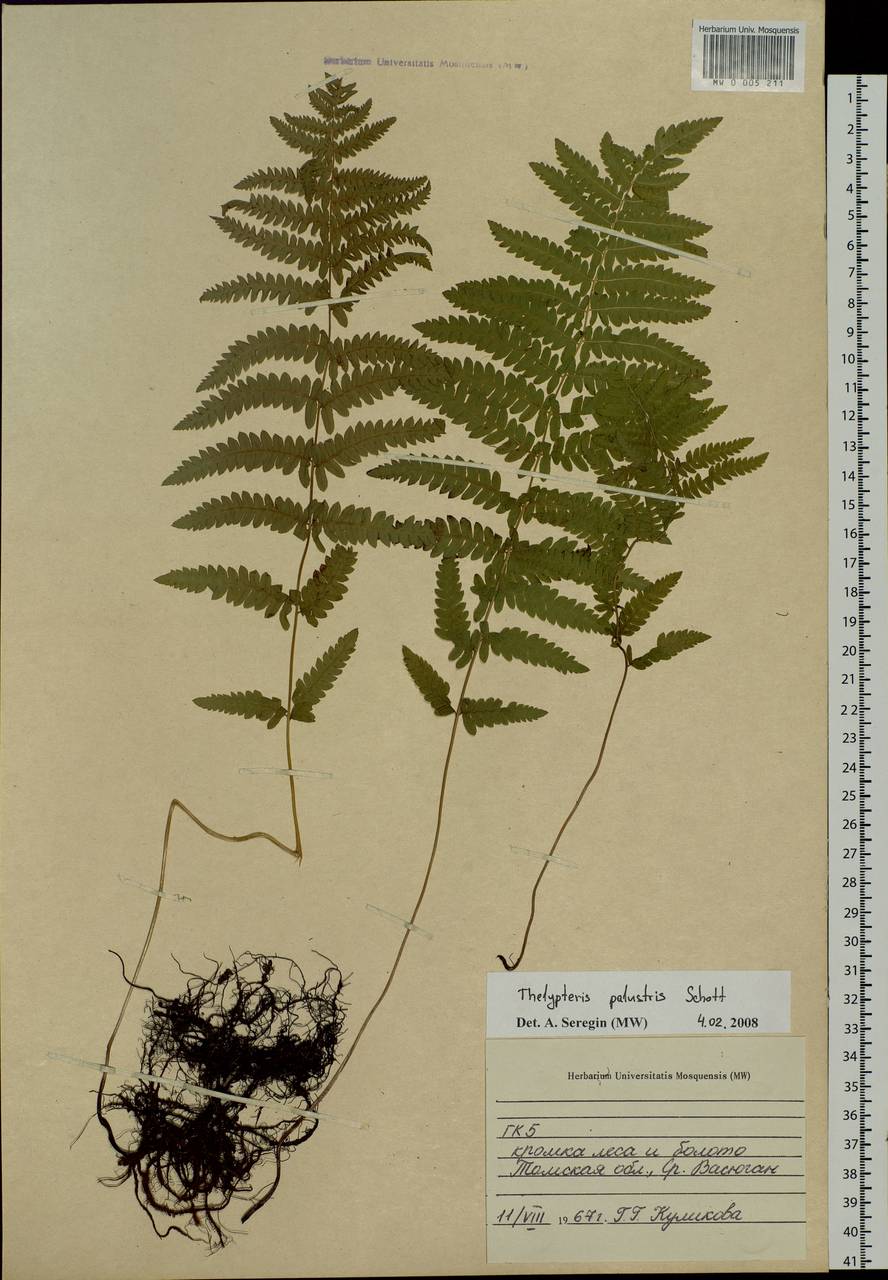 Thelypteris palustris (Salisb.) Schott, Siberia, Western Siberia (S1) (Russia)