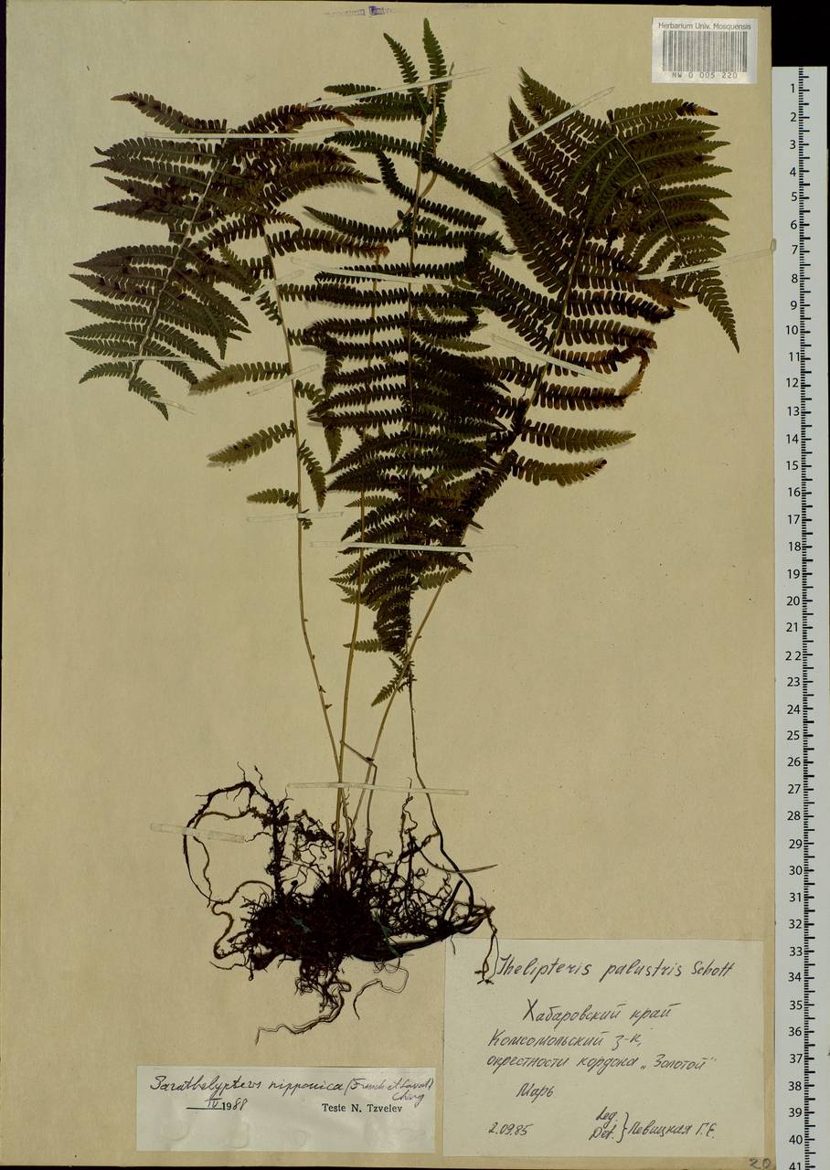 Parathelypteris nipponica (Franchet & Savat.) Ching, Siberia, Russian Far East (S6) (Russia)