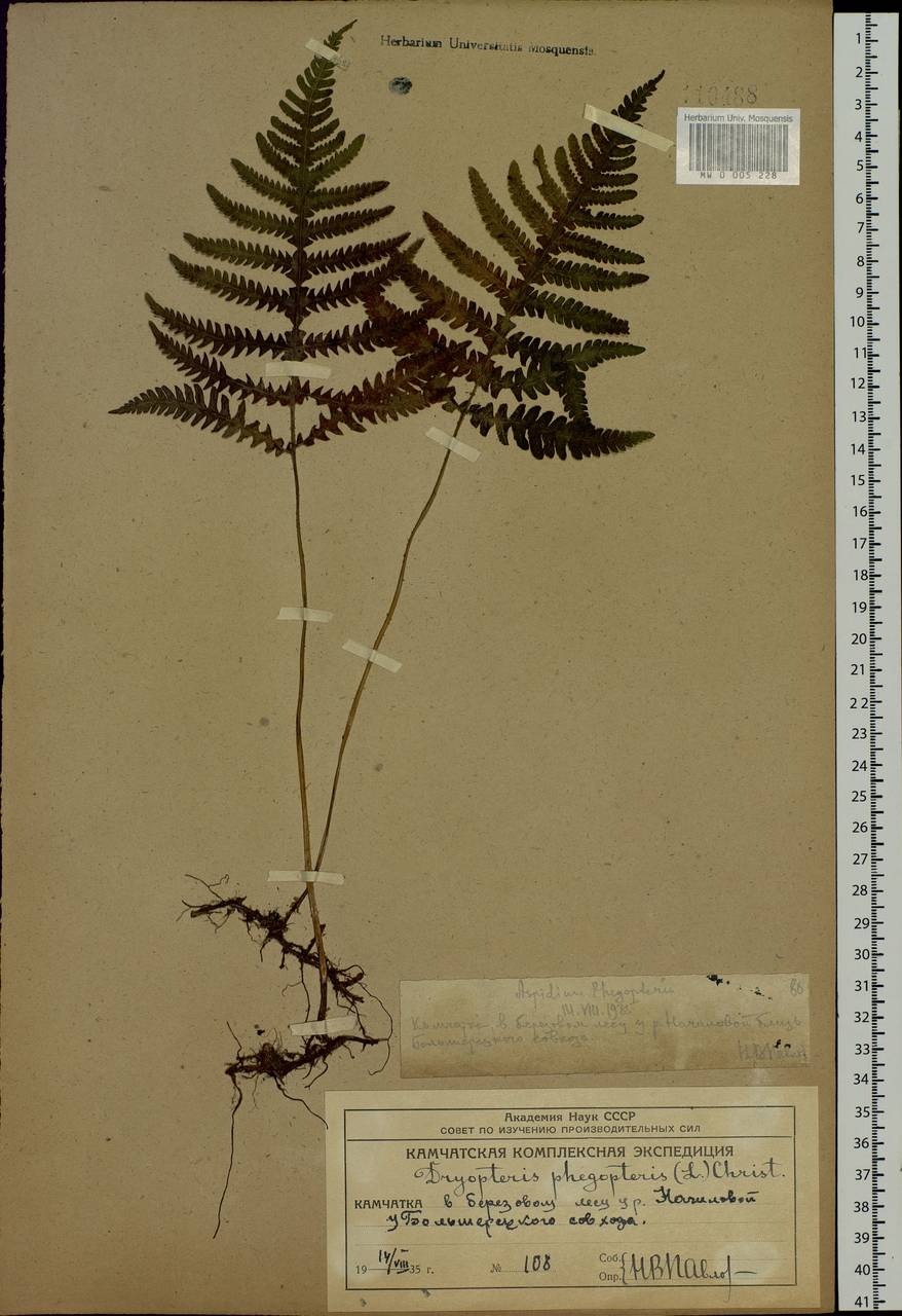 Phegopteris connectilis (Michx.) Watt, Siberia, Chukotka & Kamchatka (S7) (Russia)